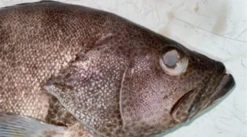 5 علامات تحذيرية من وزارة الصحة المصرية تكشف لك فساد الأسماك بالمنزل